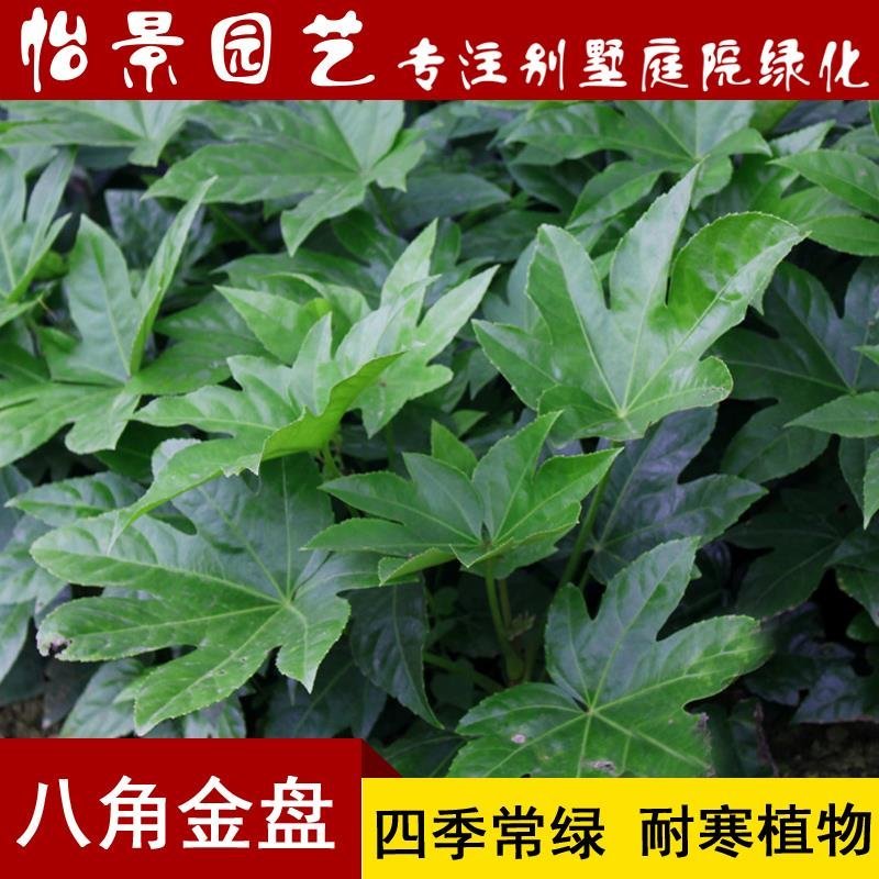 八角金盘八角金盆庭院绿化树苗木园林绿化树苗工程苗