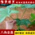 八角金盘八角金盆庭院绿化树苗木园林绿化树苗工程苗