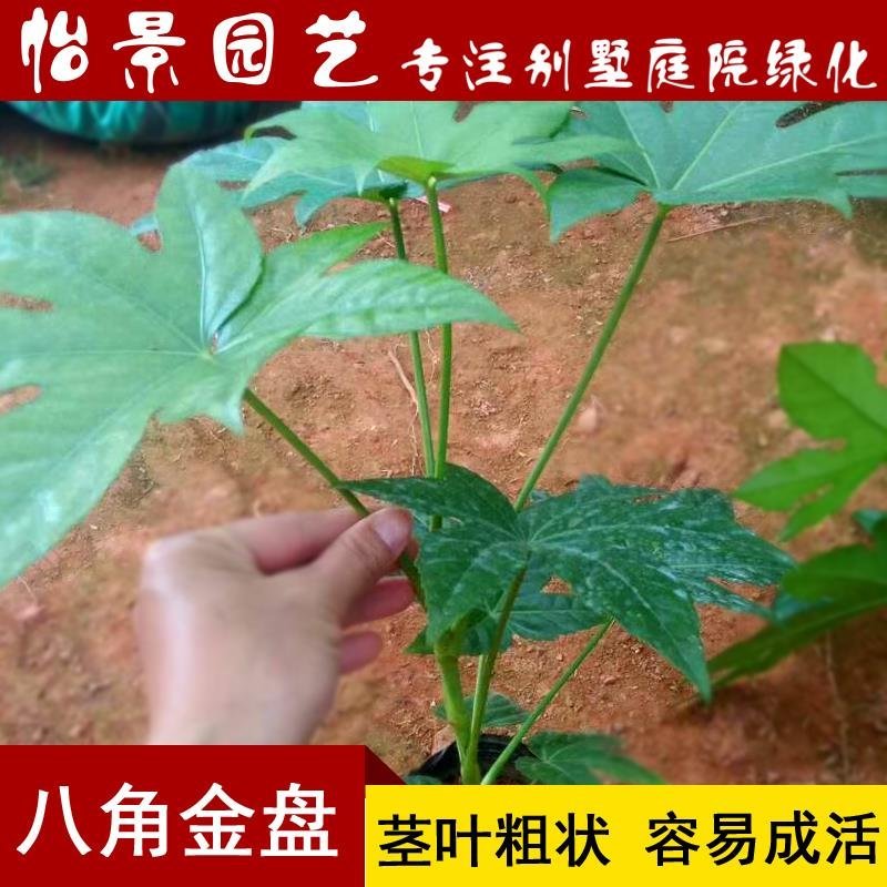 八角金盘八角金盆庭院绿化树苗木园林绿化树苗工程苗
