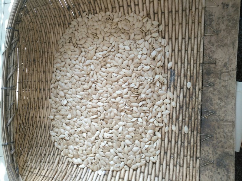 河套平原葫芦籽，自家种的，保质保量。