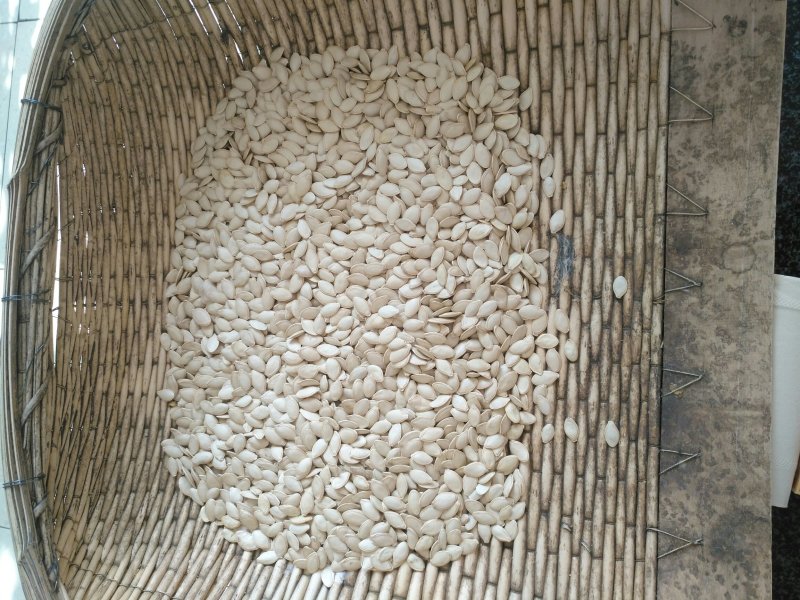 河套平原葫芦籽，自家种的，保质保量。