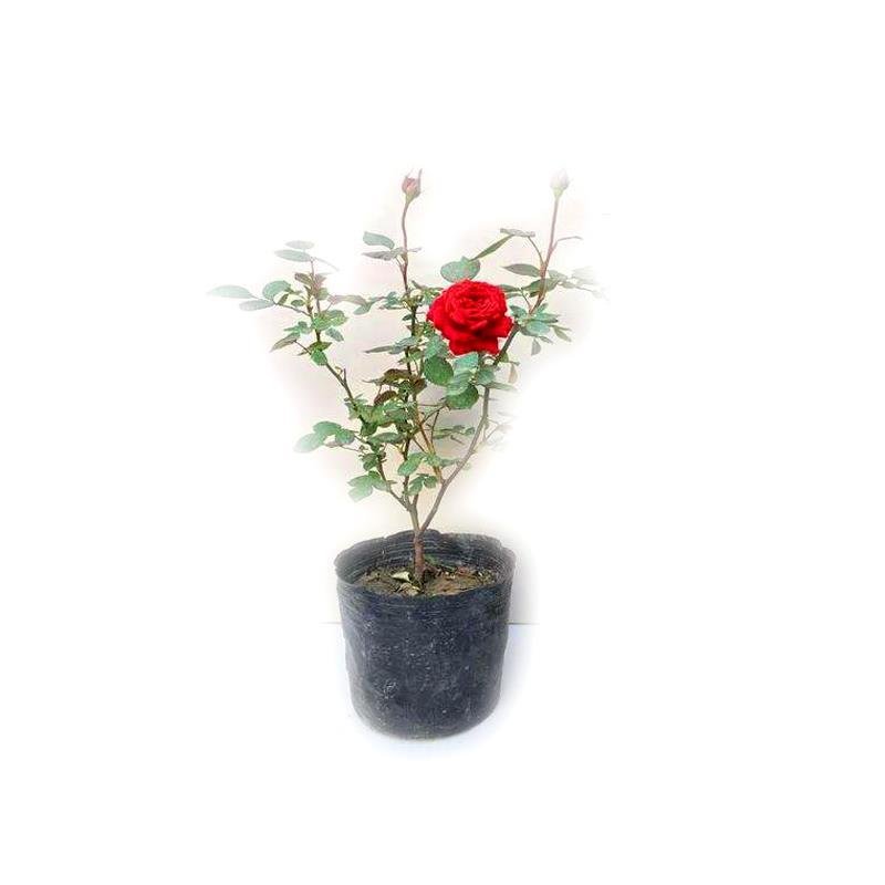 月季花苗树桩盆花杯苗小花月季花盆栽庭院绿化花卉