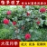 月季花苗树桩盆花杯苗小花月季花盆栽庭院绿化花卉