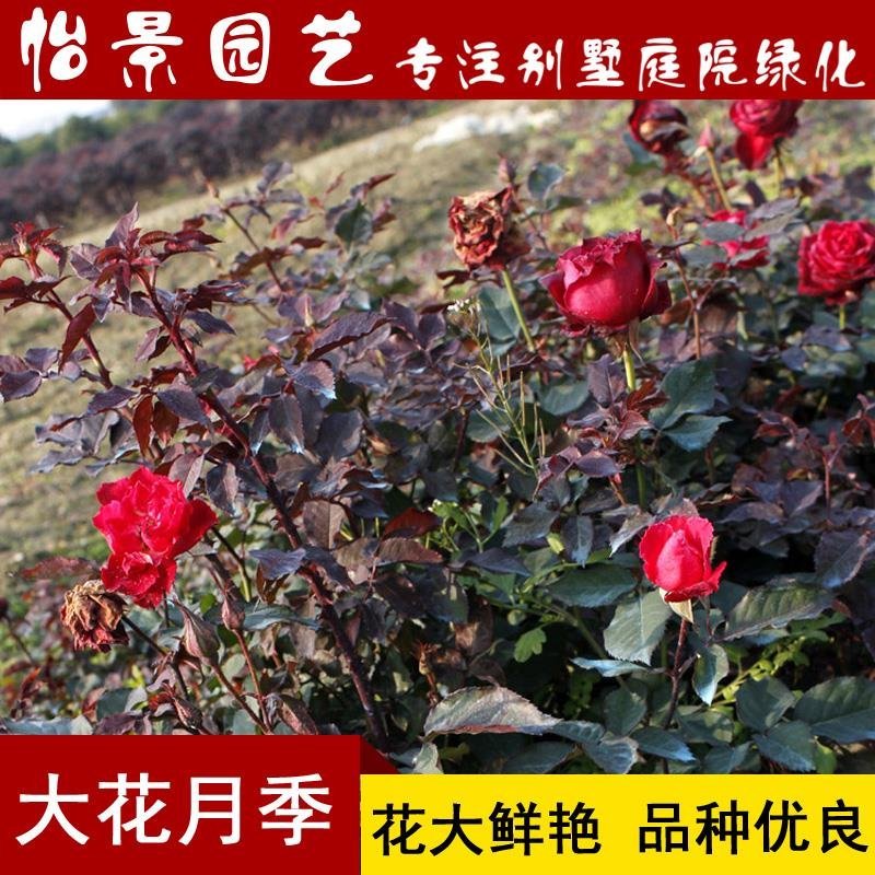 月季花苗树桩盆花杯苗小花月季花盆栽庭院绿化花卉