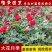 月季花苗树桩盆花杯苗小花月季花盆栽庭院绿化花卉