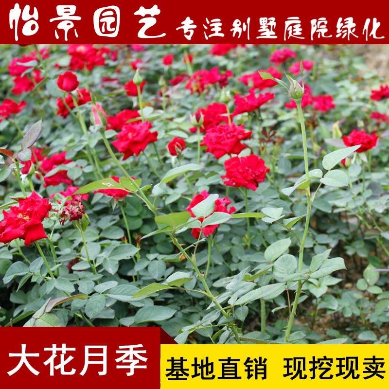 月季花苗树桩盆花杯苗小花月季花盆栽庭院绿化花卉