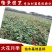月季花苗树桩盆花杯苗小花月季花盆栽庭院绿化花卉