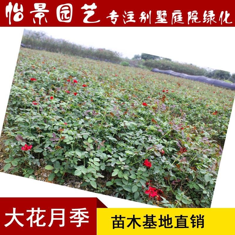 月季花苗树桩盆花杯苗小花月季花盆栽庭院绿化花卉