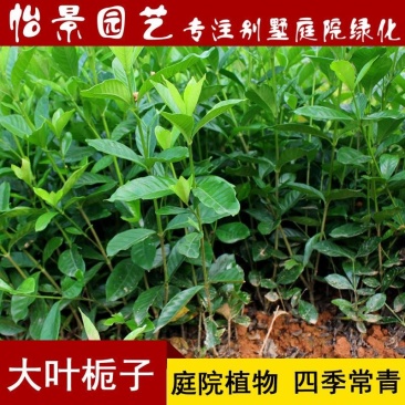 栀子花大叶栀子小叶栀子花盆栽庭院花卉