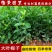 栀子花大叶栀子小叶栀子花盆栽庭院花卉