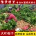 栀子花大叶栀子小叶栀子花盆栽庭院花卉