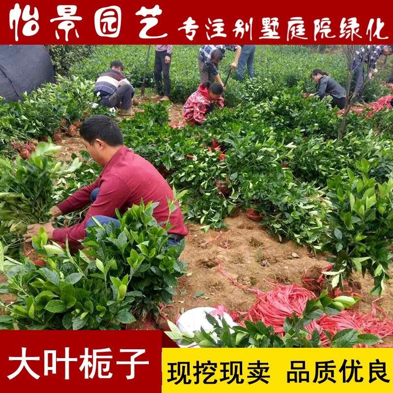 栀子花大叶栀子小叶栀子花盆栽庭院花卉