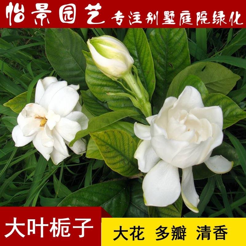 栀子花大叶栀子小叶栀子花盆栽庭院花卉