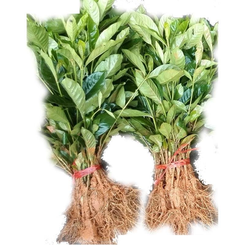 栀子花大叶栀子小叶栀子花盆栽庭院花卉
