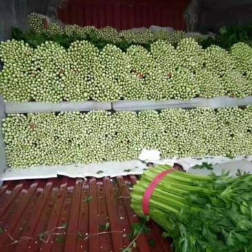 芹菜，美国西芹，大白菜。鲜辣椒等。万亩基地直供