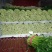 芹菜，美国西芹，大白菜。鲜辣椒等。万亩基地直供
