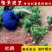 杜鹃花盆栽毛杜鹃小苗杜鹃花苗庭院花卉风景树花境植物绿化树