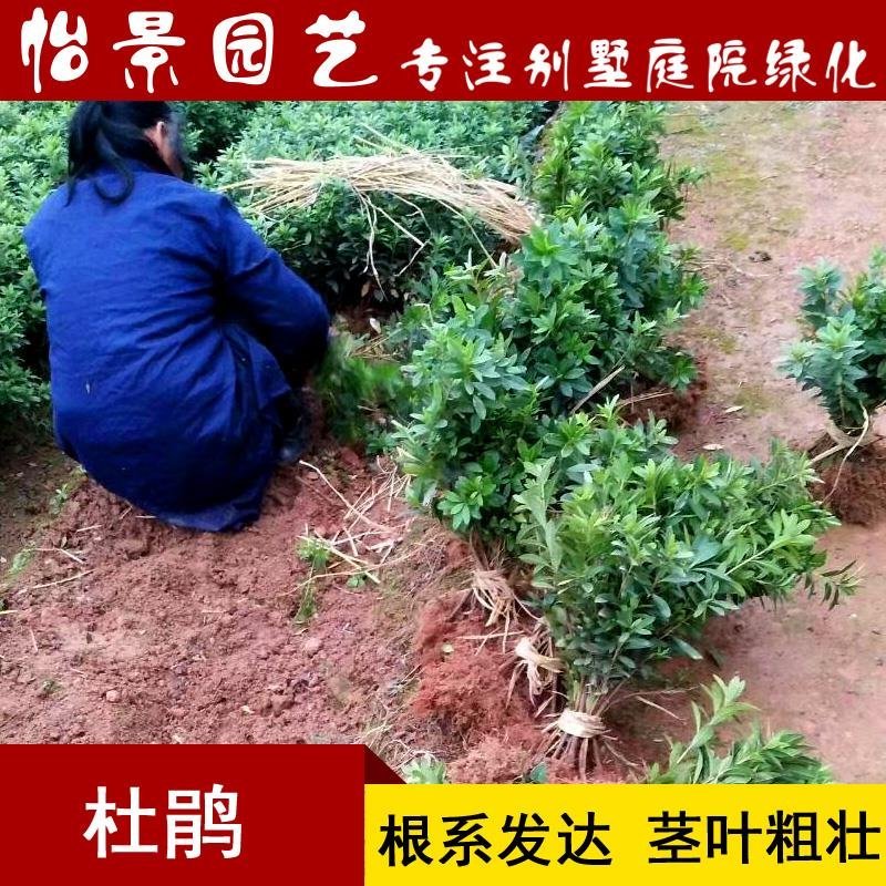 杜鹃花盆栽毛杜鹃小苗杜鹃花苗庭院花卉风景树花境植物绿化树
