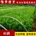 杜鹃花盆栽毛杜鹃小苗杜鹃花苗庭院花卉风景树花境植物绿化树