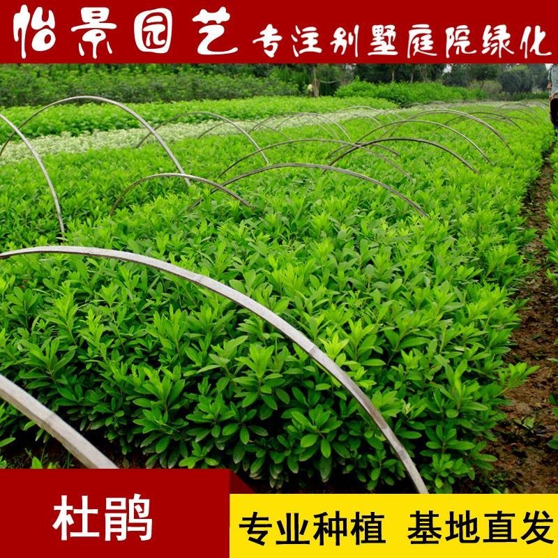 杜鹃花盆栽毛杜鹃小苗杜鹃花苗庭院花卉风景树花境植物绿化树