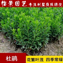 杜鹃花盆栽毛杜鹃小苗杜鹃花苗庭院花卉风景树花境植物绿化树