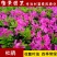 杜鹃花盆栽毛杜鹃小苗杜鹃花苗庭院花卉风景树花境植物绿化树