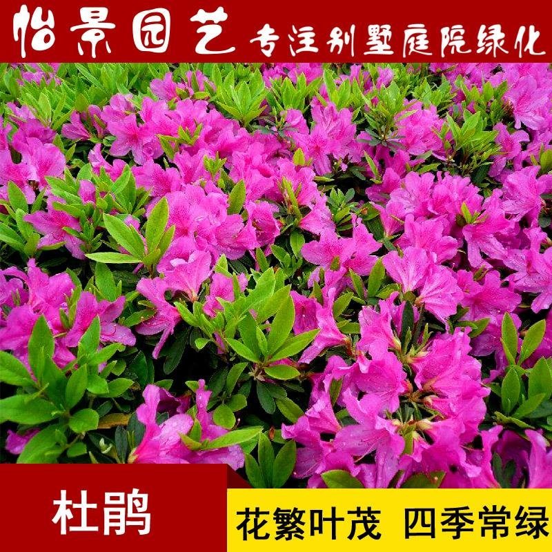 杜鹃花盆栽毛杜鹃小苗杜鹃花苗庭院花卉风景树花境植物绿化树