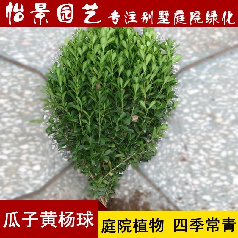 瓜子黄杨小叶黄杨球雀舌黄杨树苗盆栽别墅庭院园林绿化植物耐