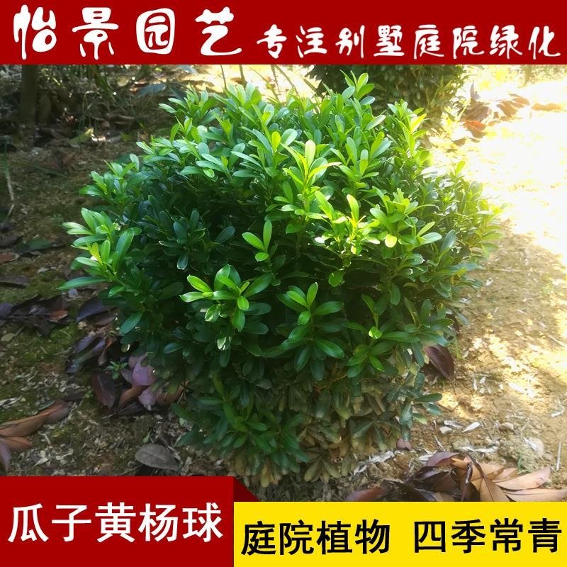 瓜子黄杨小叶黄杨球雀舌黄杨树苗盆栽别墅庭院园林绿化植物耐