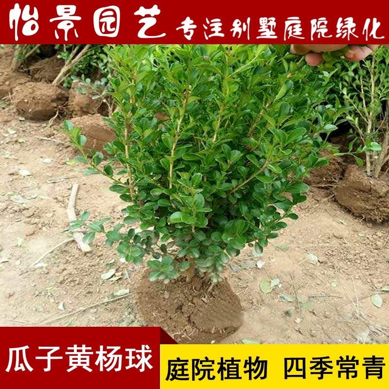 瓜子黄杨小叶黄杨球雀舌黄杨树苗盆栽别墅庭院园林绿化植物耐