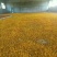 新疆昆仑雪菊花高品质，一袋100克，2袋起发货，量大优惠