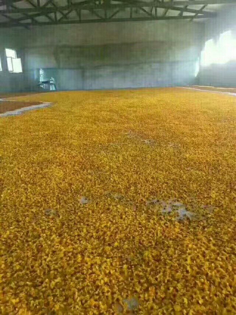 新疆昆仑雪菊花高品质，一袋100克，2袋起发货，量大优惠