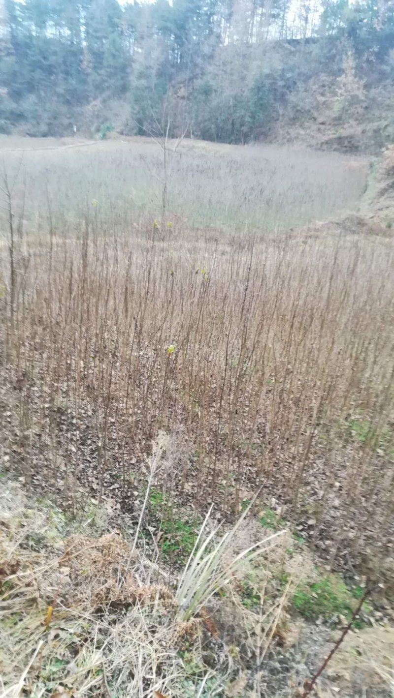 杜仲苗