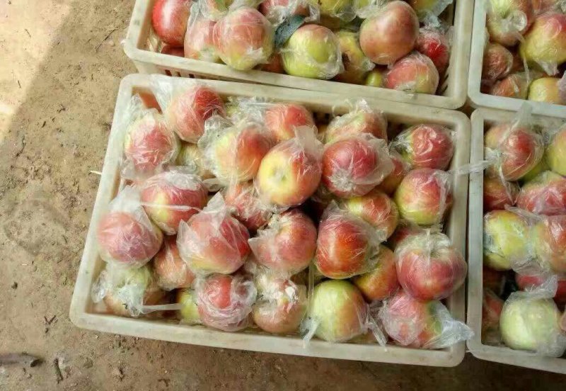 新鲜美八苹果，5斤装，包邮