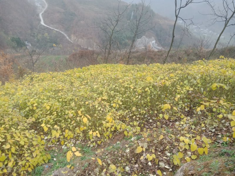 毛叶山桐子