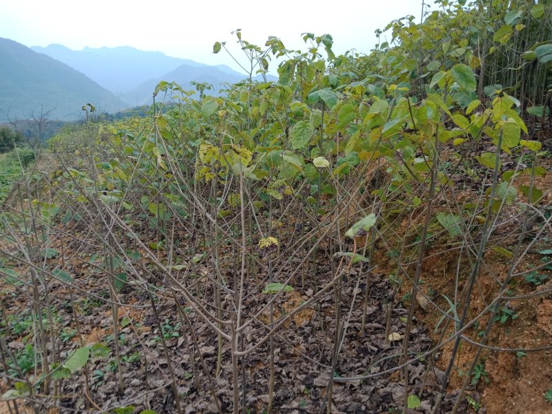 毛叶山桐子