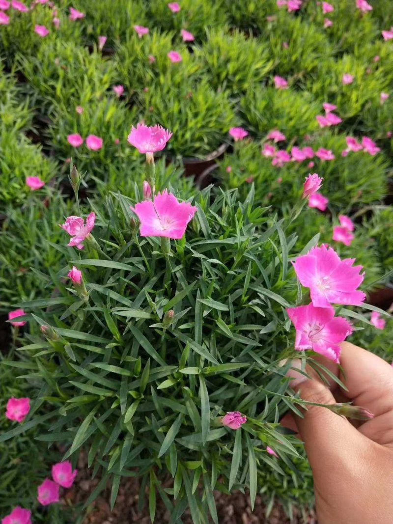 欧石竹
