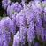 紫藤树，1-3-5公分当年开花爬藤能力强