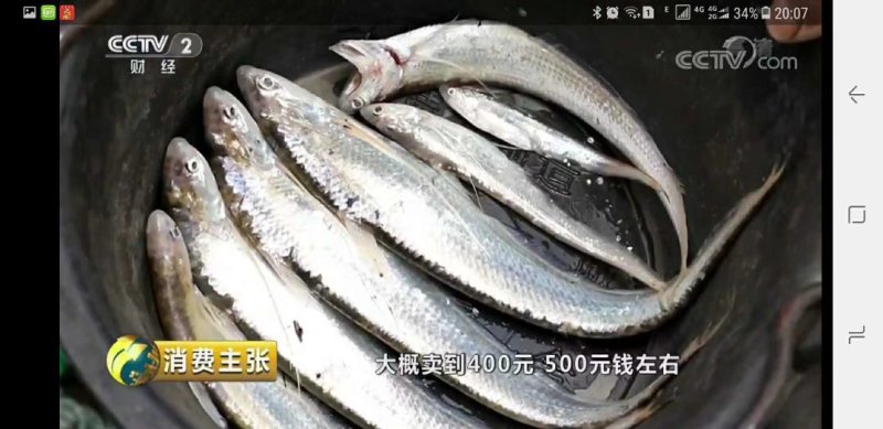 刀鱼馄饨饺子陷