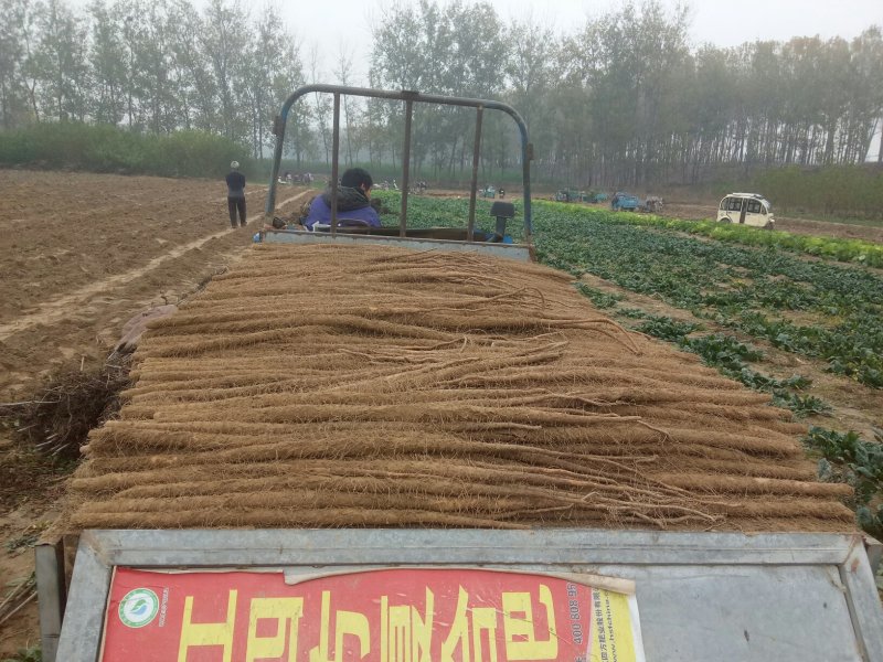 铁棍山药