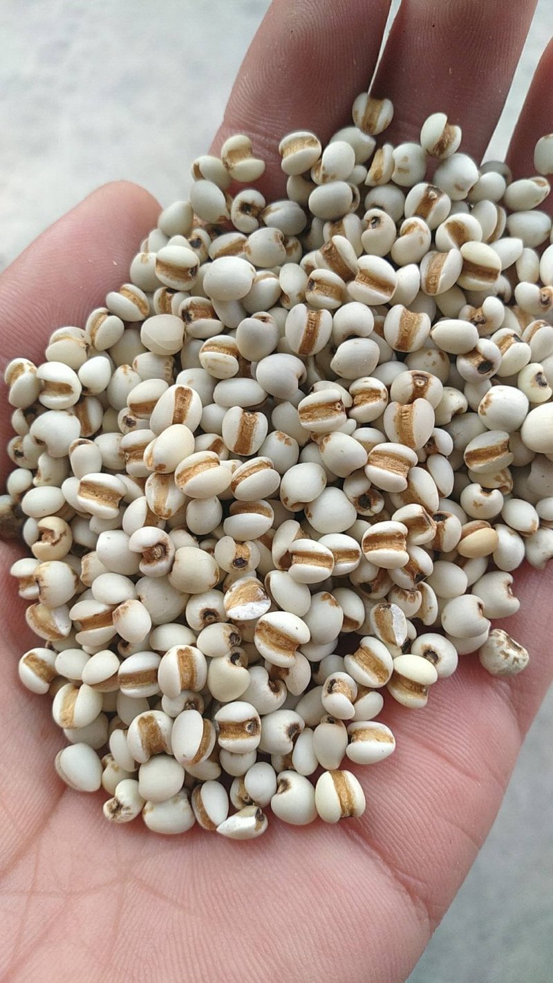 批发各种杂粮.详情电话联系。