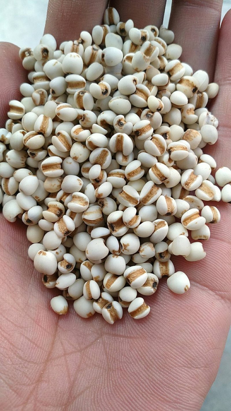 批发各种杂粮.详情电话联系。