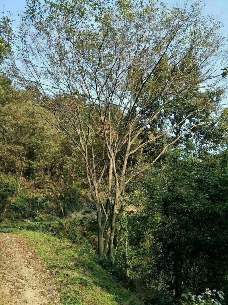大量供应，15-40公分单杆，40-100公分丛生朴树