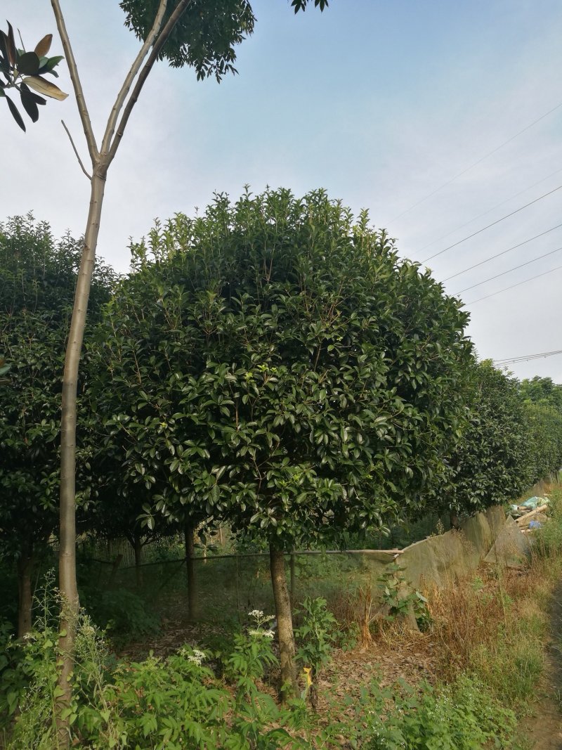 桂花树10~12cm3~3.5米2~3米