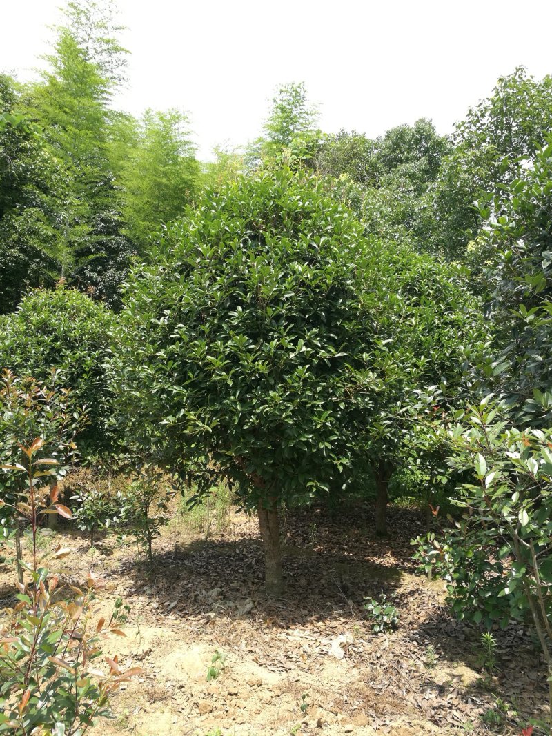 桂花树10~12cm3~3.5米2~3米