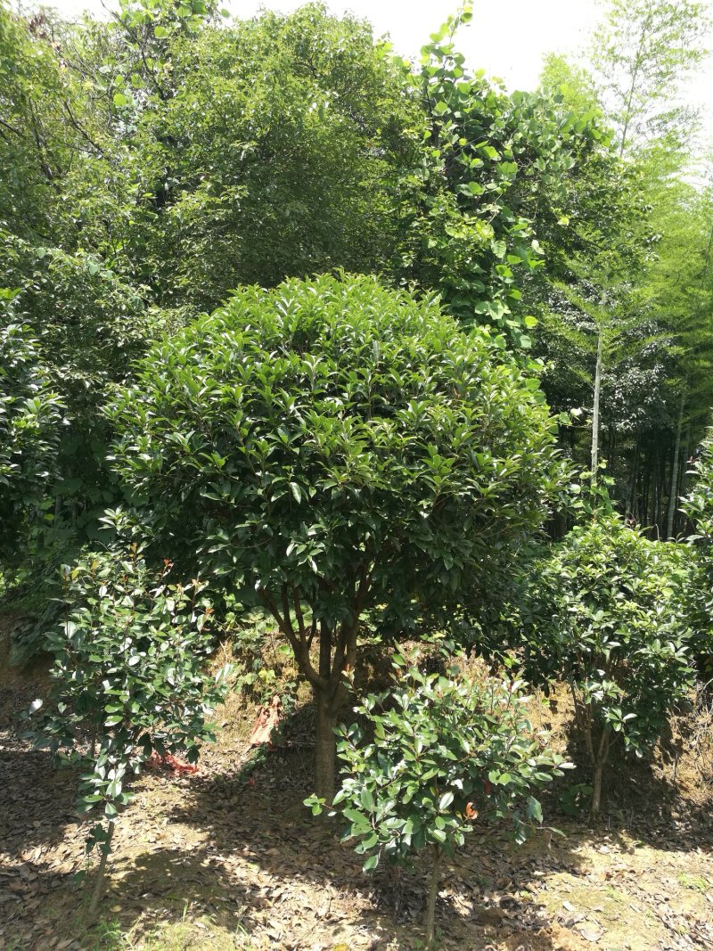 桂花树10~12cm3~3.5米2~3米