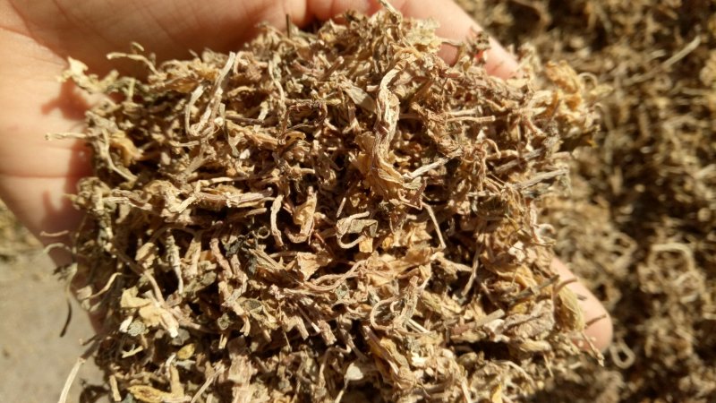 包邮垂盆草一公斤起卖量大从优