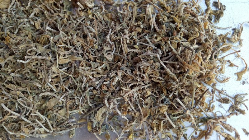 包邮垂盆草一公斤起卖量大从优