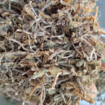 包邮垂盆草一公斤起卖量大从优