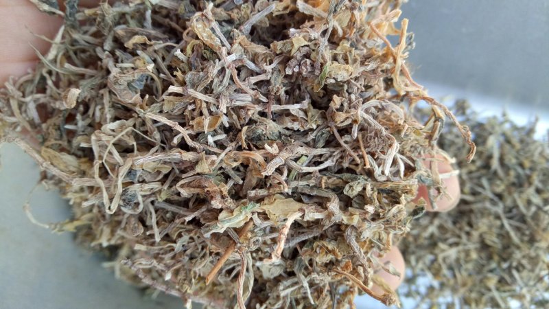 包邮垂盆草一公斤起卖量大从优